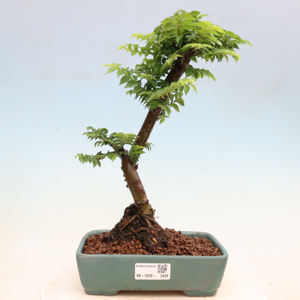 Vonkajší bonsai – Ulmus Jacqueline Hillier – javor krásny