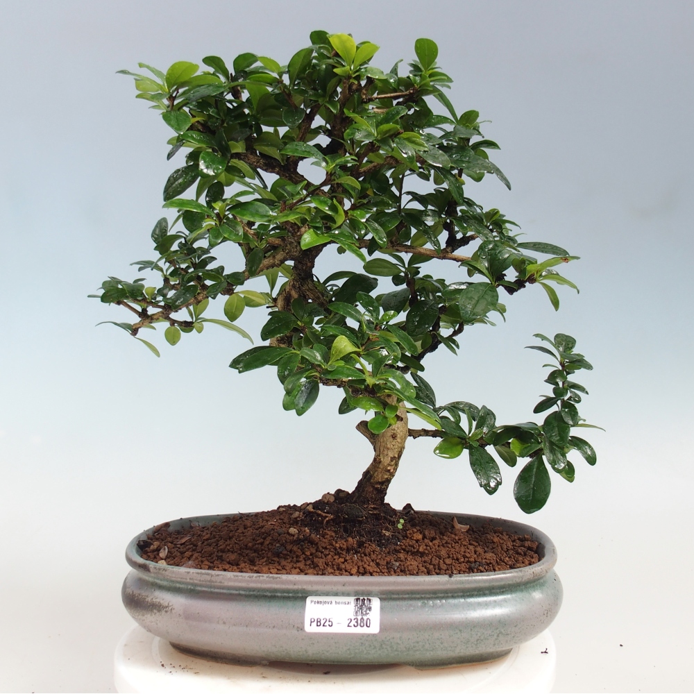 Izbová bonsai - Carmona macrophylla - Čaj fuki