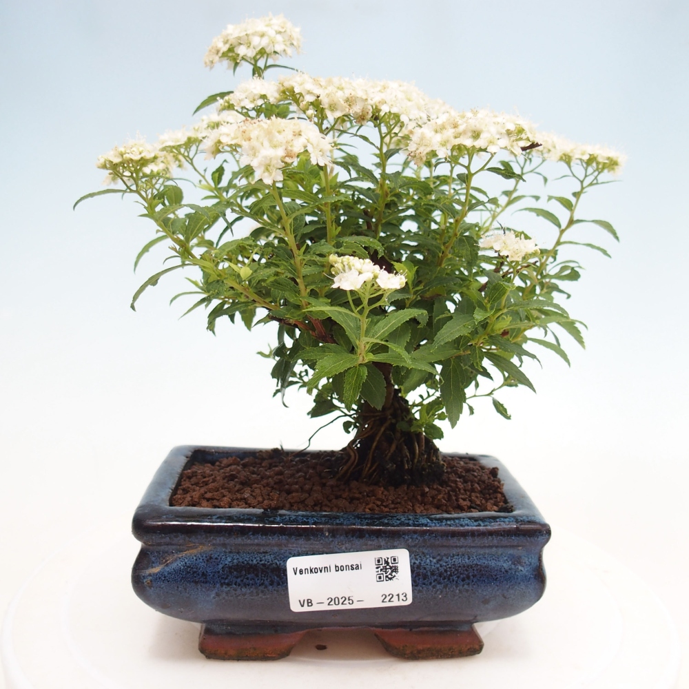 Vonkajší bonsai -malolistý tavoľník - Spirea japonica GENPSI
