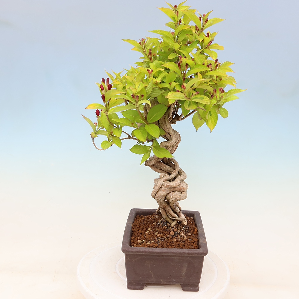 Vonkajší bonsai – Weigela subsessilis – vajgélia kórejská