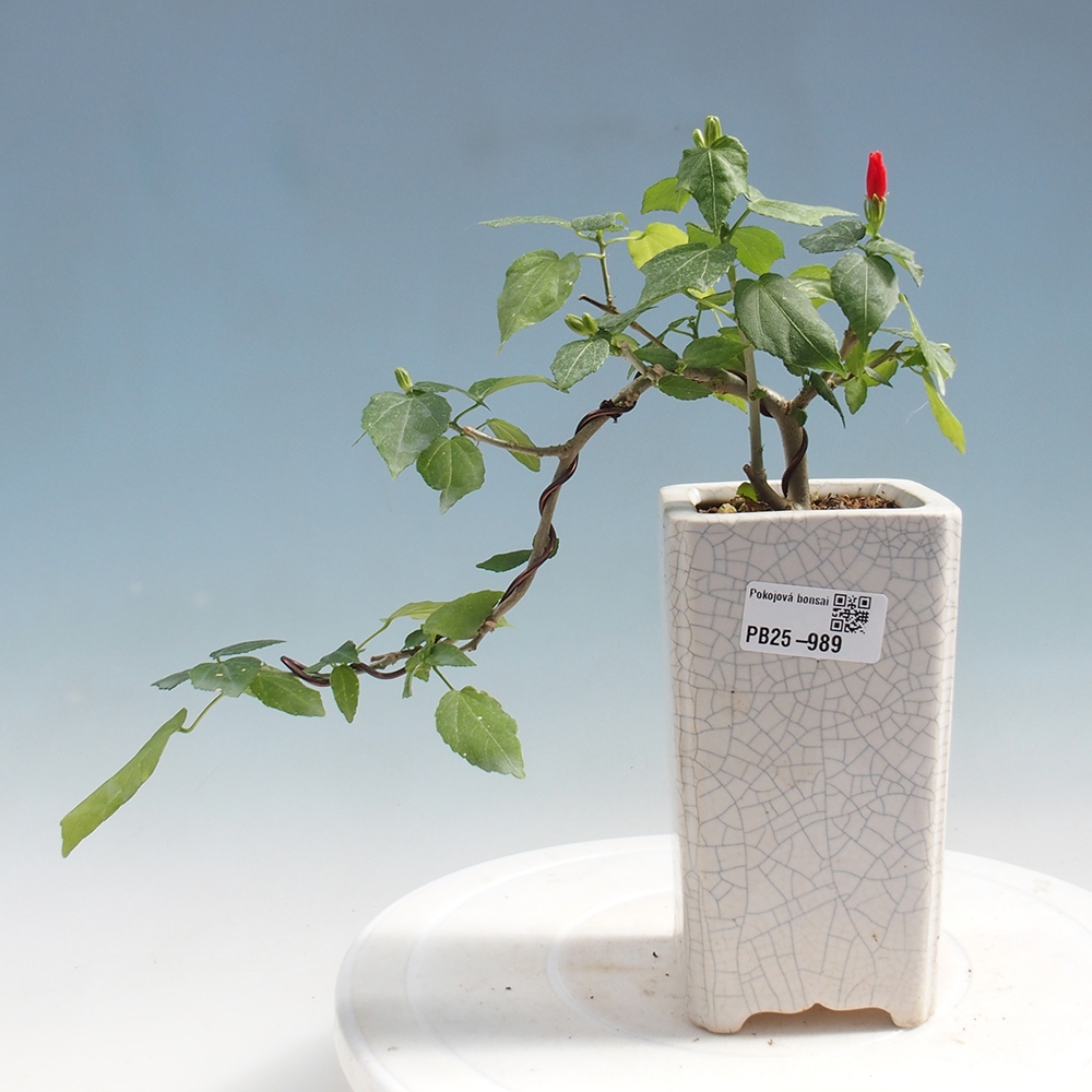 Izbová bonsai - Malvaviscus arboreus - ibištekovec drevnatý