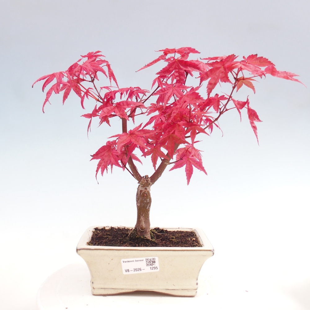 Vonkajší bonsaj - Acer palmatum DESHOJO