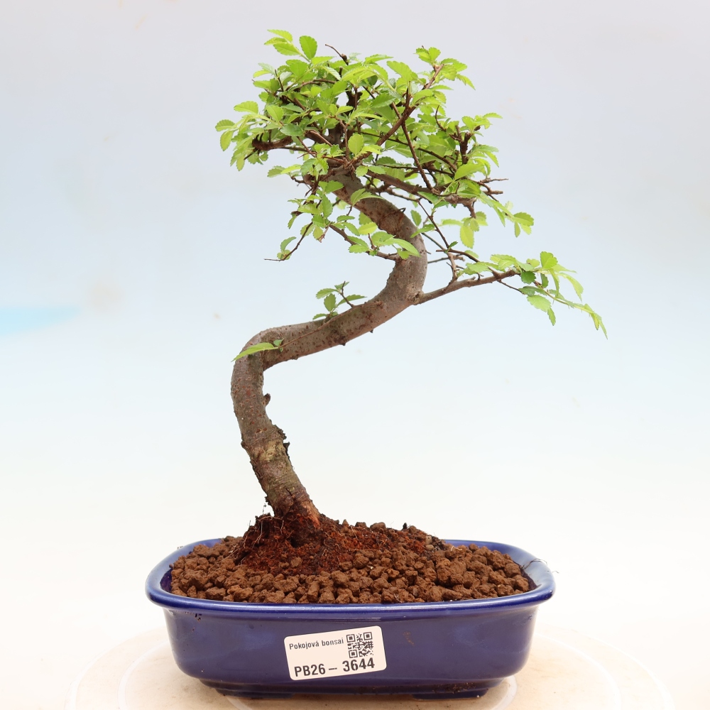 Izbový bonsaj - Ulmus parvifolia - brest malolistý