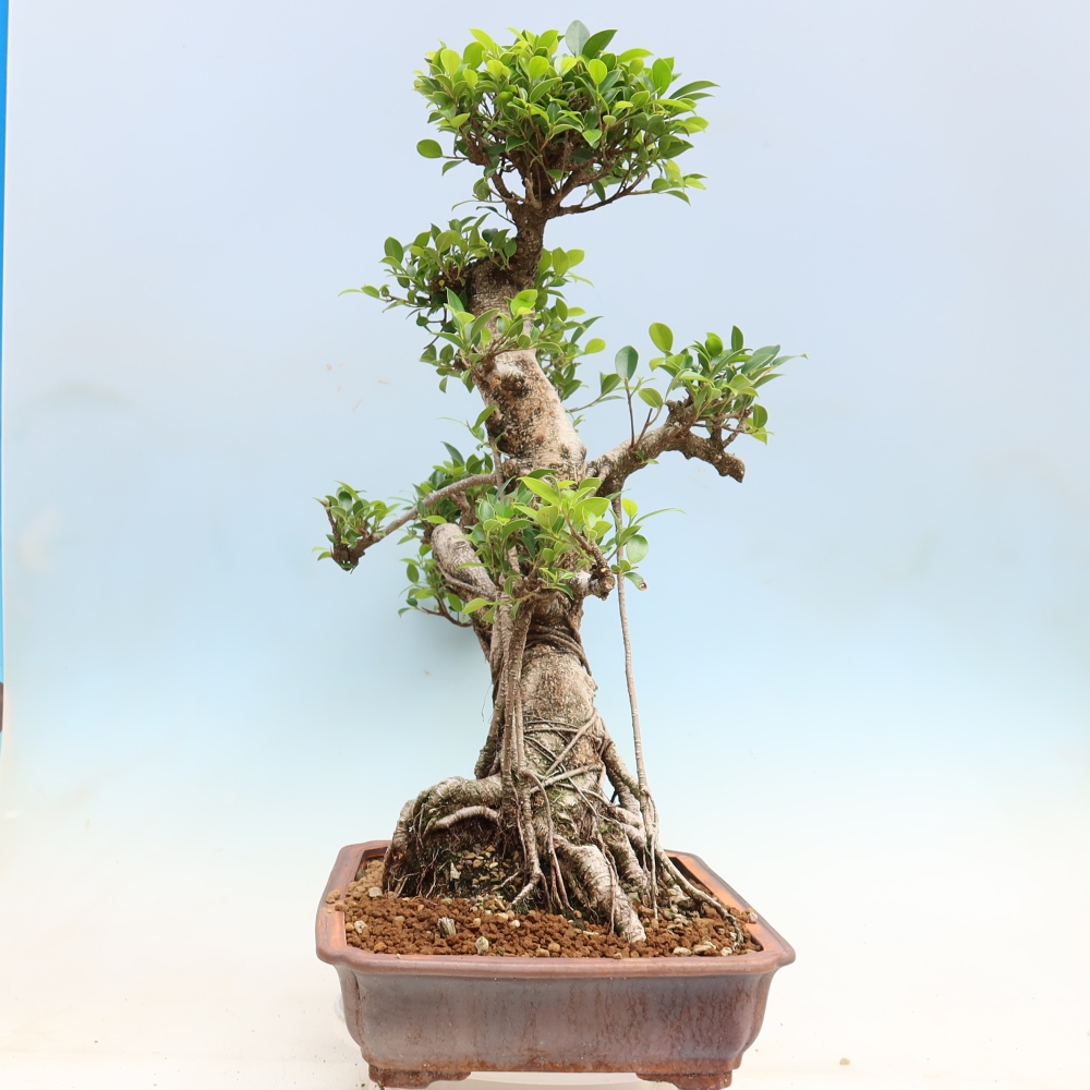 Izbové bonsaje - Ficus kimmen - drobnolistý fikus
