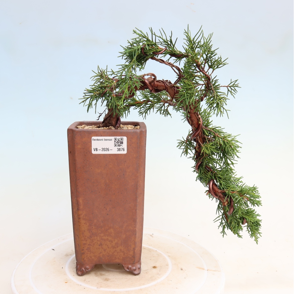 Vonkajší bonsaj - Juniperus chinensis Kishu