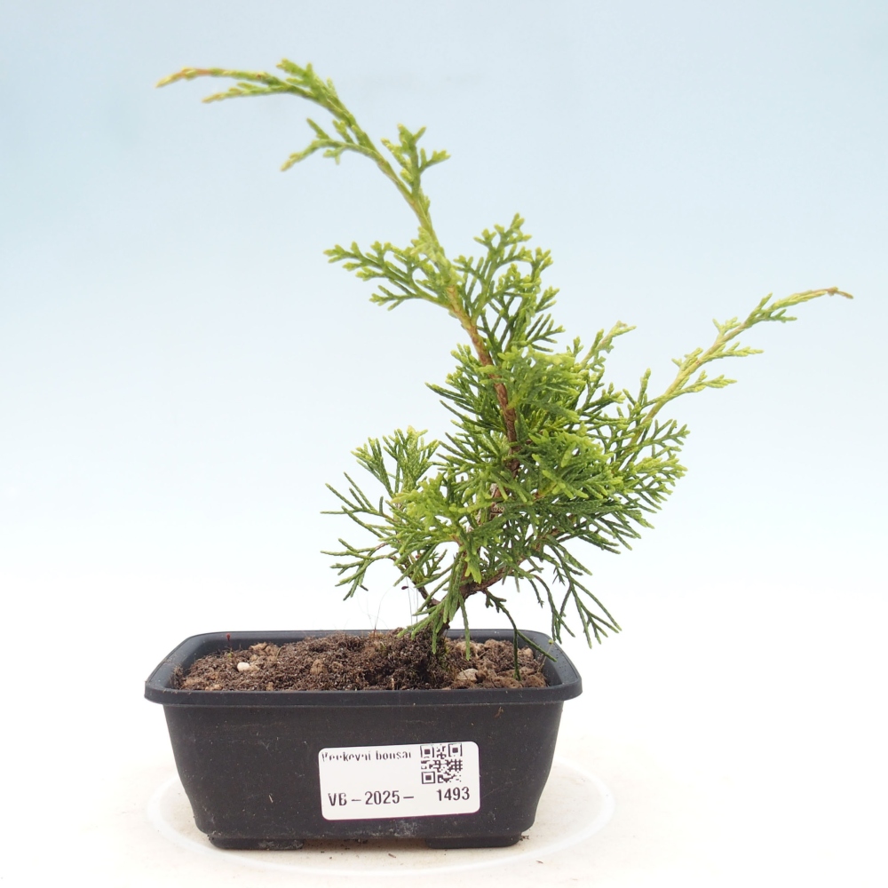 Vonkajší bonsai - Juniperus chinensis Itoigawa -Jalovec čínsky