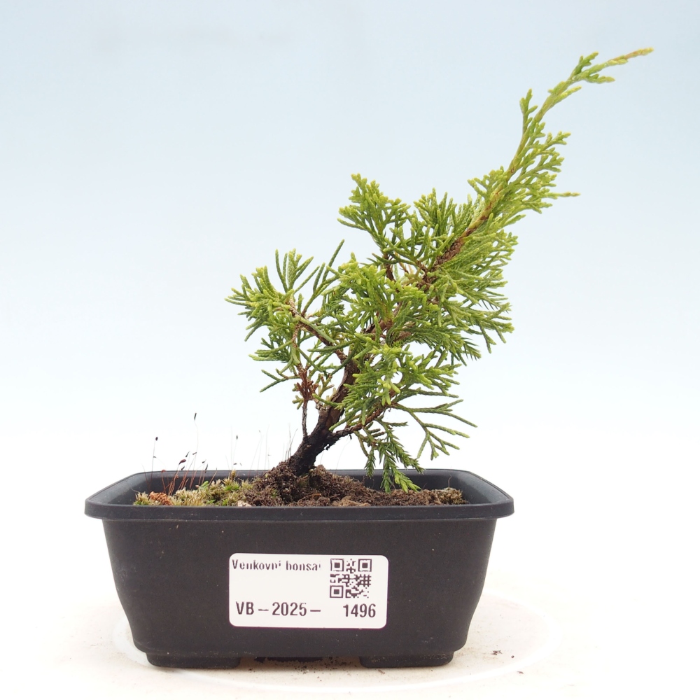 Vonkajší bonsai - Juniperus chinensis Itoigawa -Jalovec čínsky