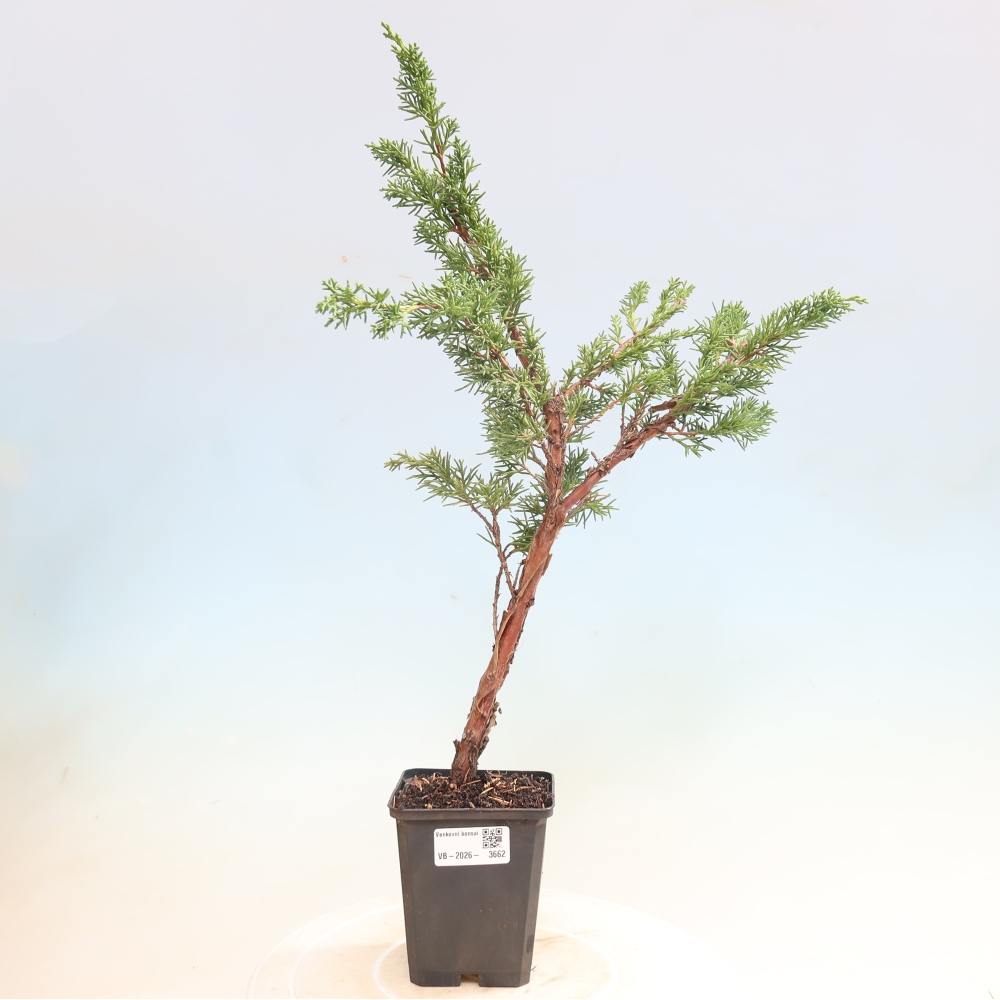 Vonkajší bonsaj - Juniperus chinensis Kishu