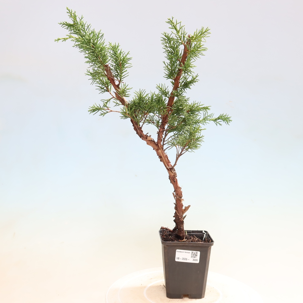 Vonkajší bonsaj - Juniperus chinensis Kishu