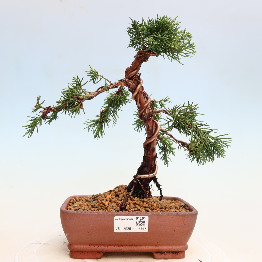 Vonkajší bonsaj - Juniperus chinensis Kishu