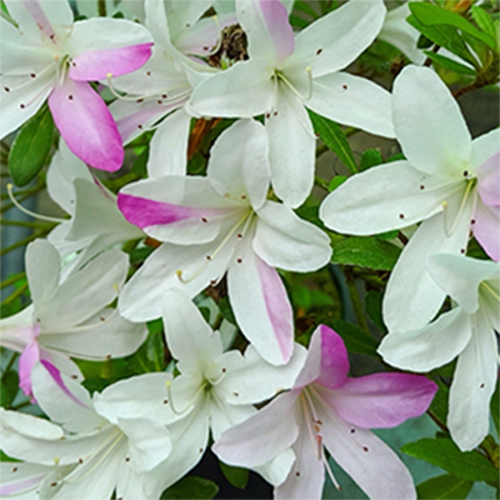 Vonkajší bonsai - Japonská azalka - Azalea Yukigesho
