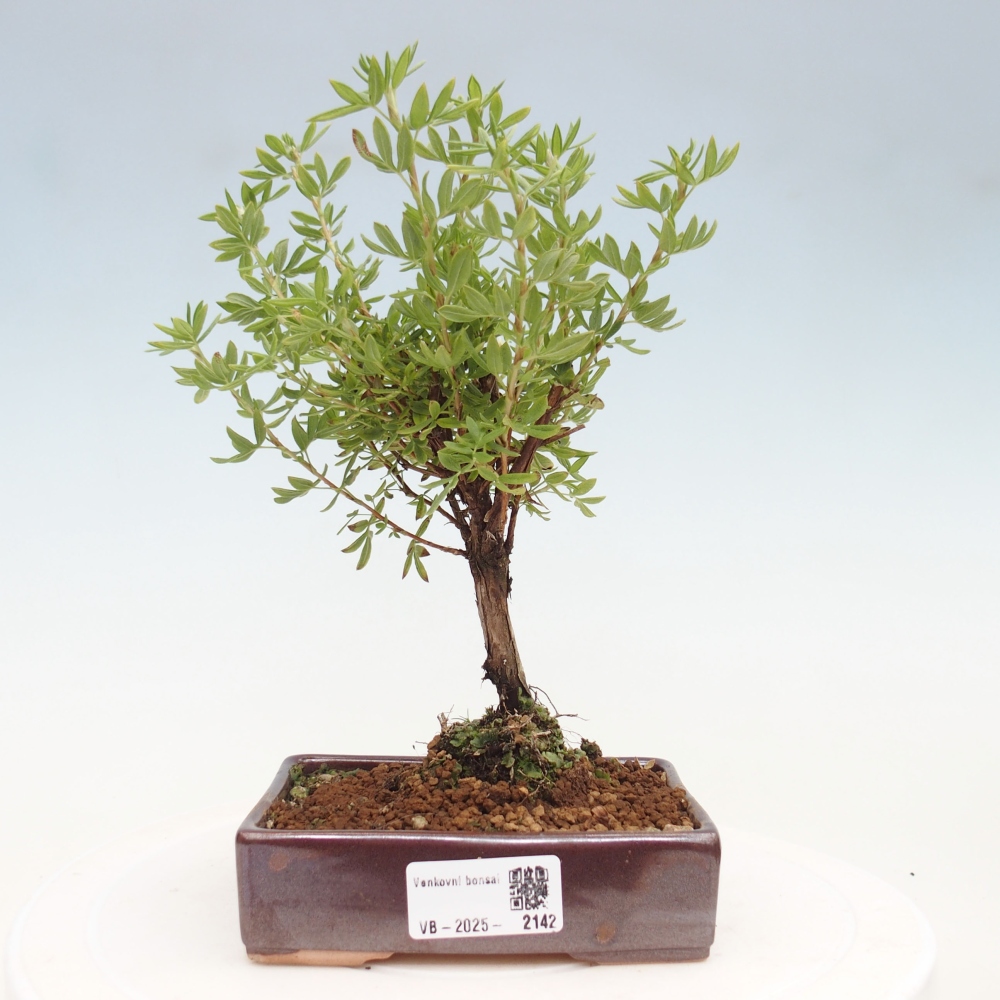 Vonkajšia bonsai-Nátržník krovitá - potentila fruticosa yellow Bird