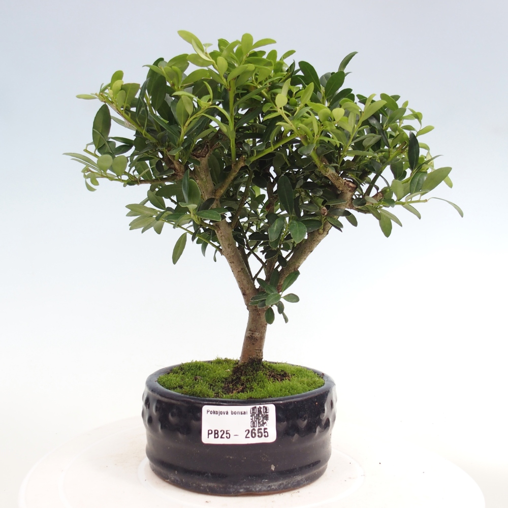 Izbová bonsai - Ilex crenata - Cezmína