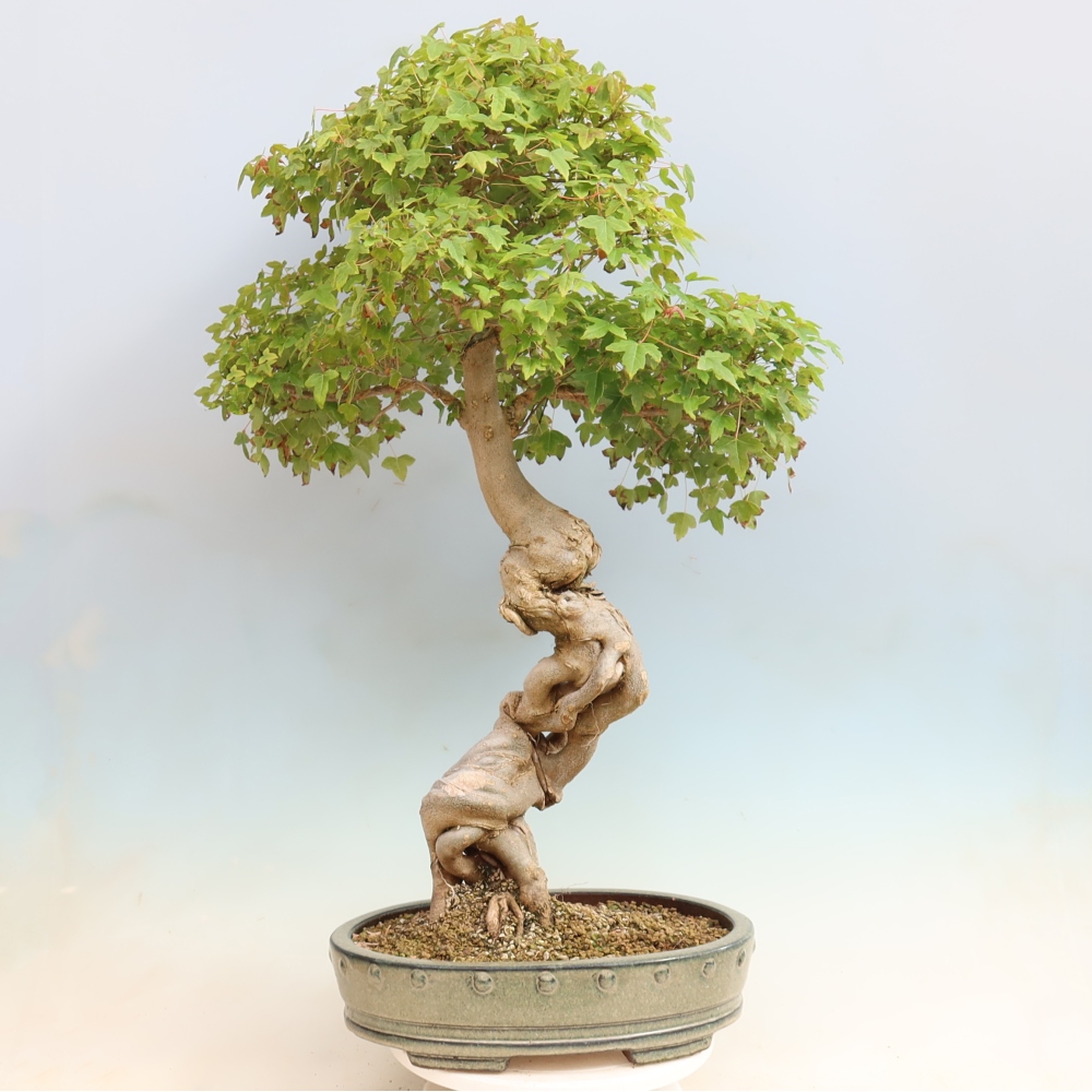 Vonkajšia bonsaj - Acer Buergerianum - Hamburgerový javor