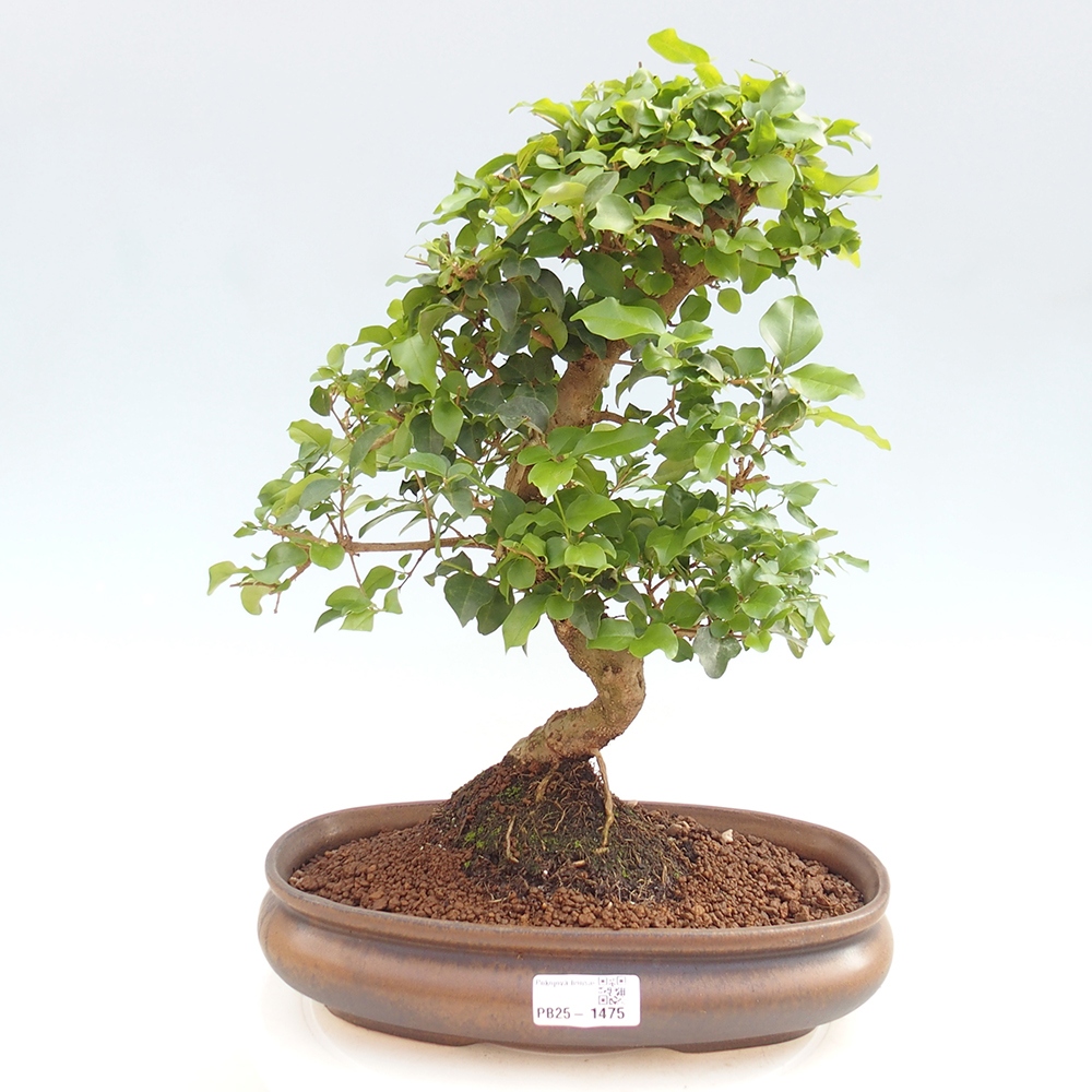 Izbová bonsai -Ligustrum chinensis - Vtáčí zob