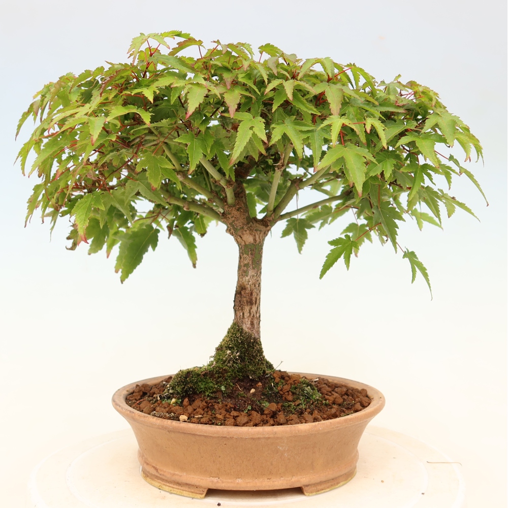 Acer palmatum KIOHIME - Javor palmetový