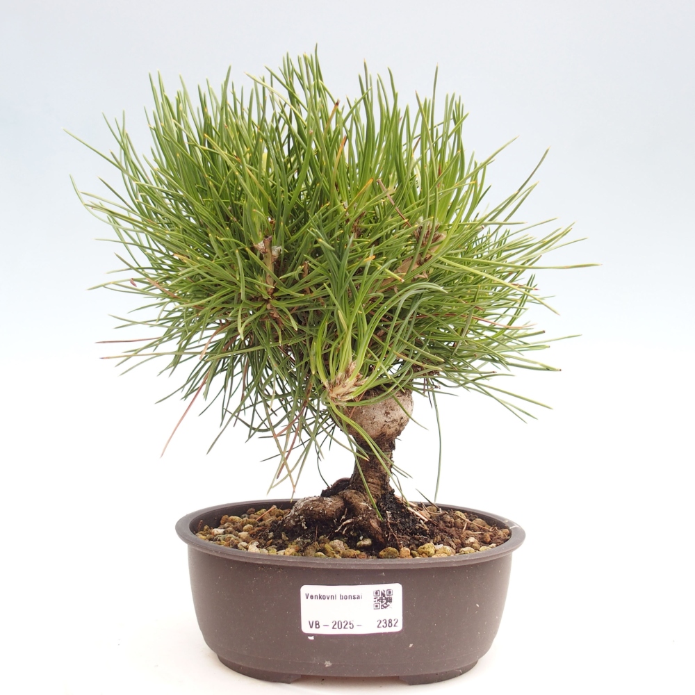 Vonkajší bonsai - Pinus thunbergii - Borovica thunbergova