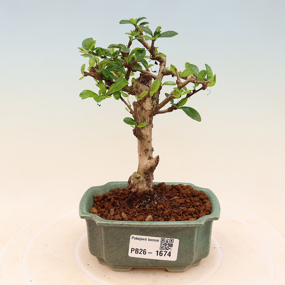 Izbové bonsaje - Carmona macrophylla - Tea fuki