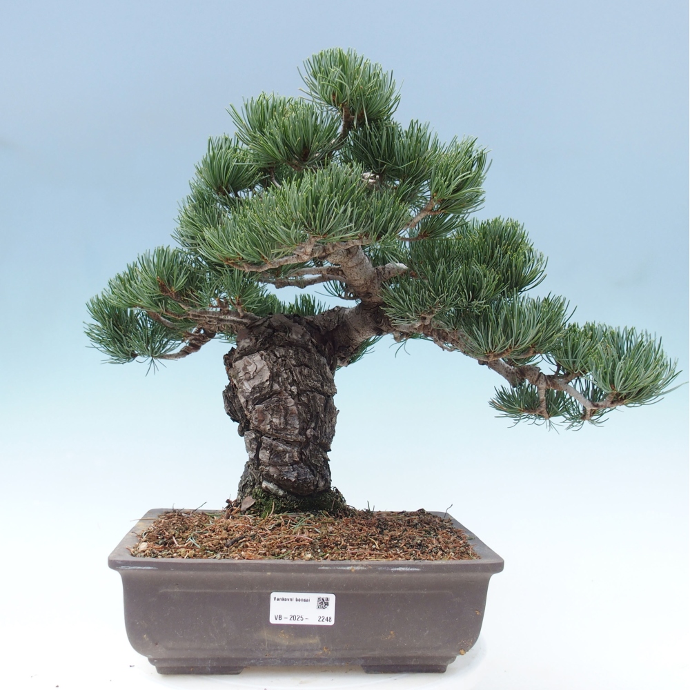 Vonkajšie bonsai - Pinus parviflora - Borovica drobnokvetá