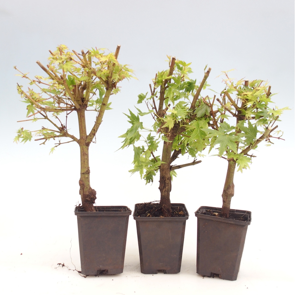 Vonkajší bonsaj - Acer palmatum Dr Tilt v kontajneri