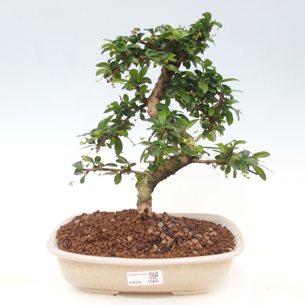 Izbové bonsaje - Carmona macrophylla - Tea fuki