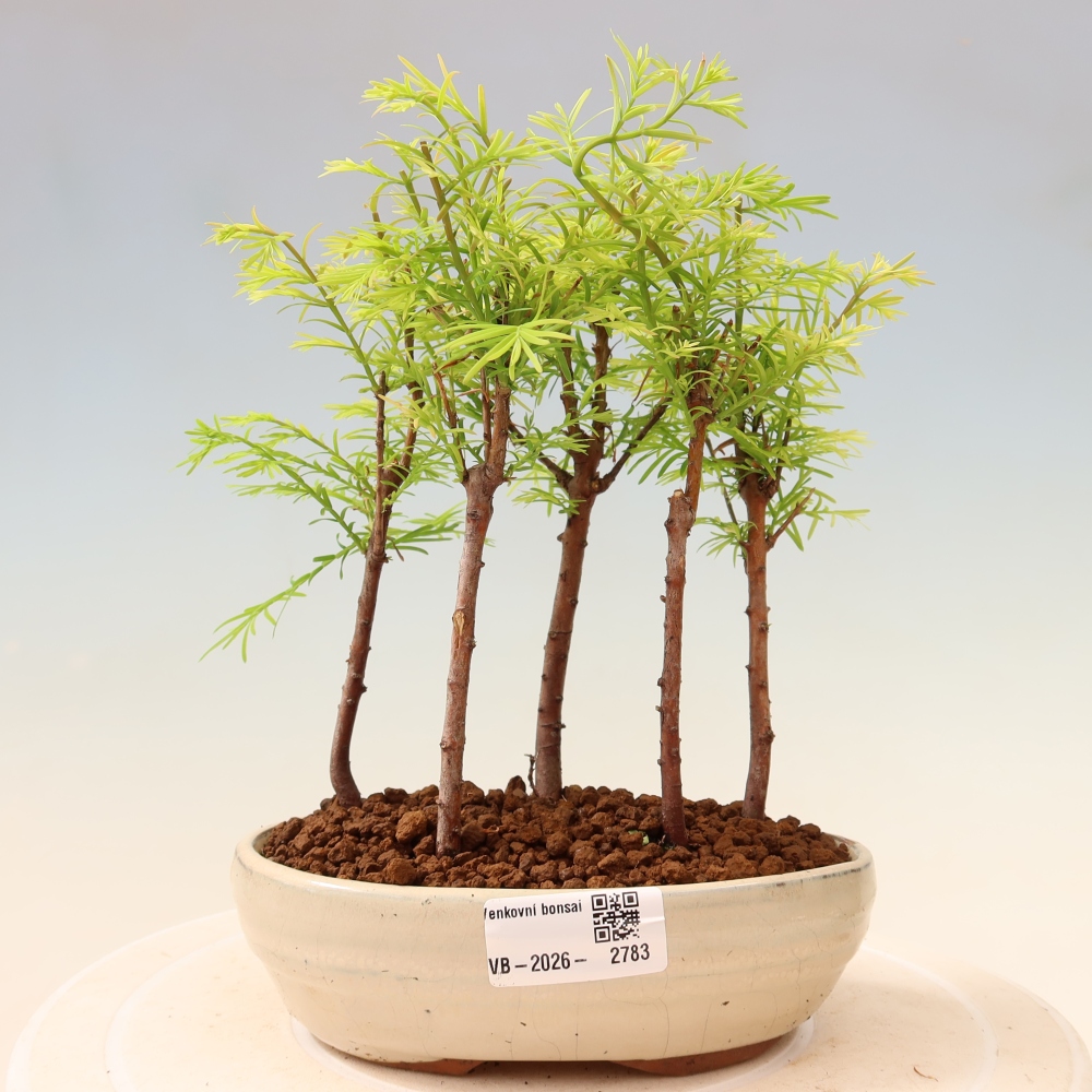 Vonkajší bonsai – Metasequoia glyptostroboides – čínska metasekvoja – hájik