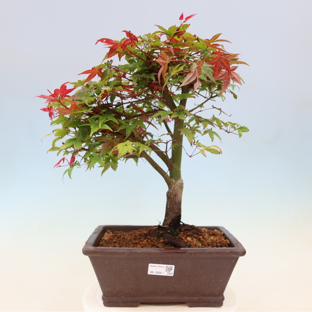 Javor poľný - Acer palmatum Beni Tsukasa