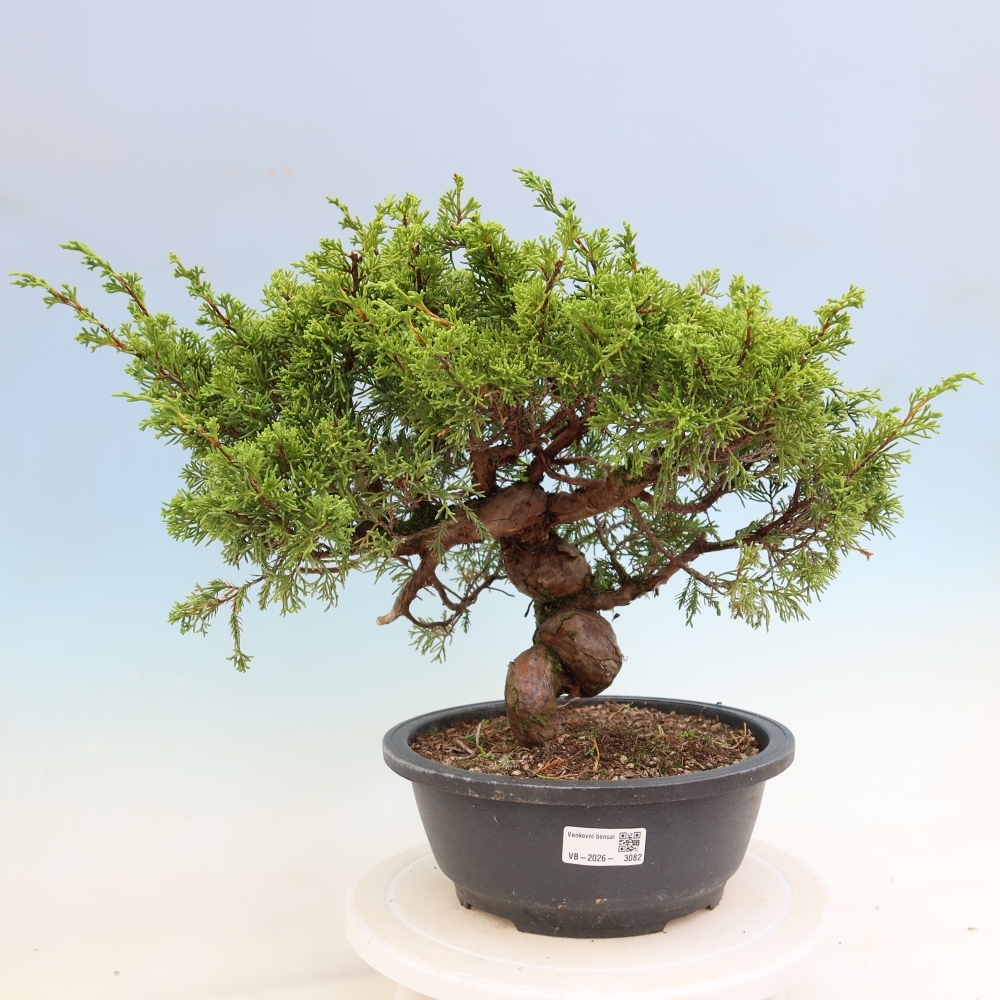 Vonkajší bonsai – Juniperus chinensis Itoigawa – čínsky jalovec