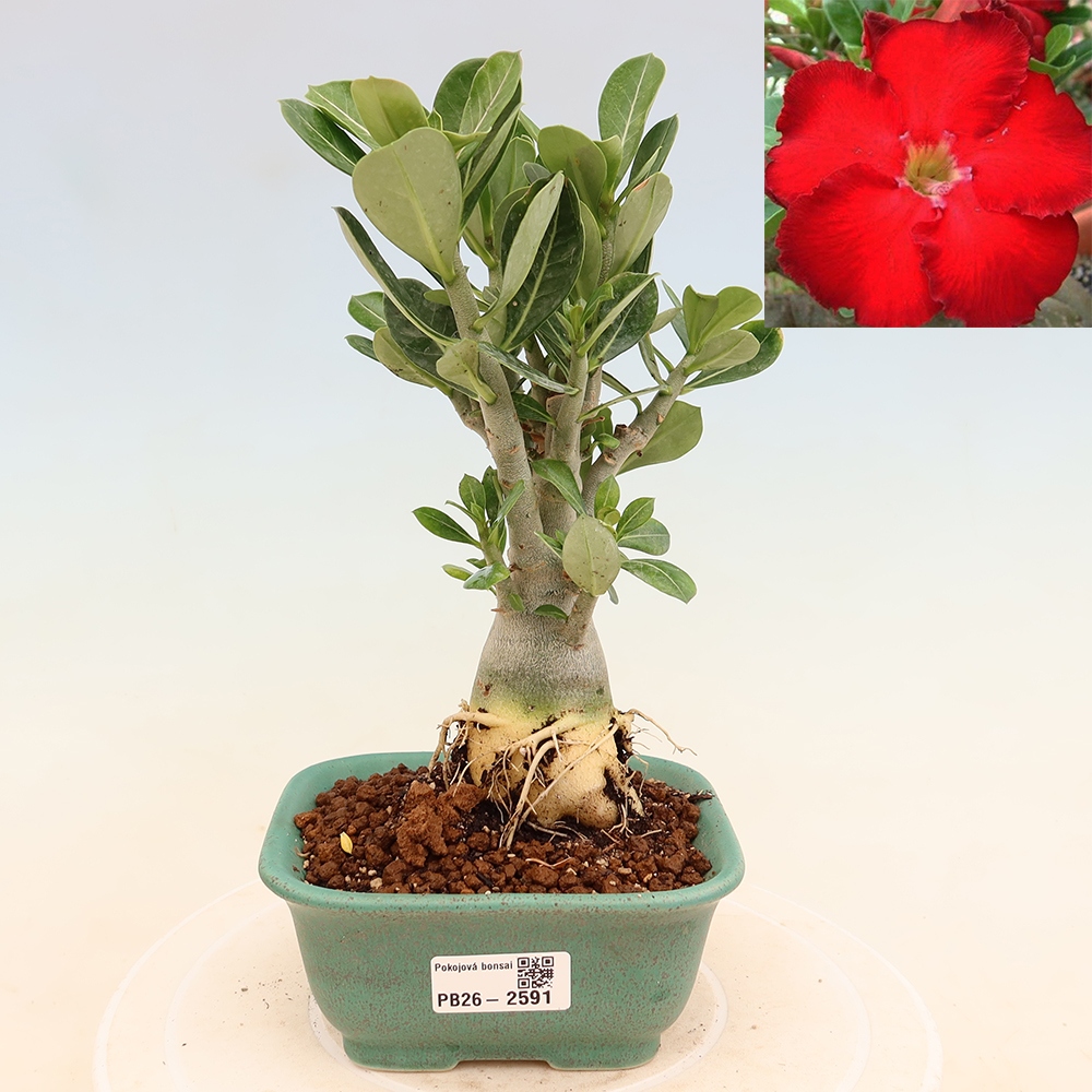 Izba bonsai – Adenium obesum Red Star – Púštna ruža