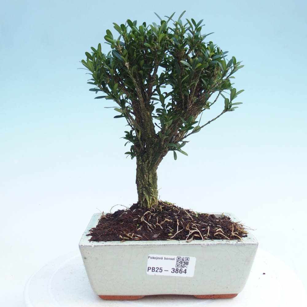 Izbové bonsaje - Buxus harlandii - korkový buxus