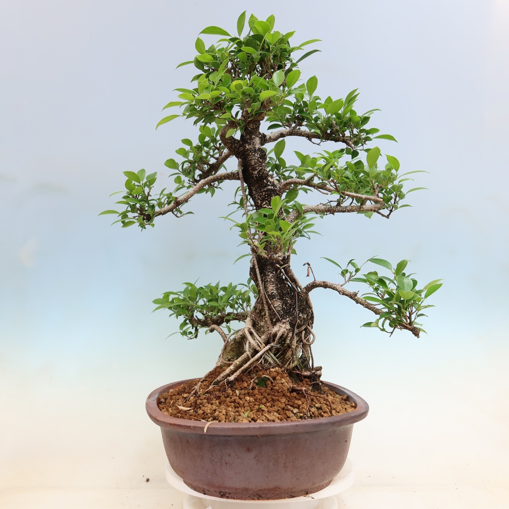 Izbové bonsaje - Ficus kimmen - drobnolistý fikus