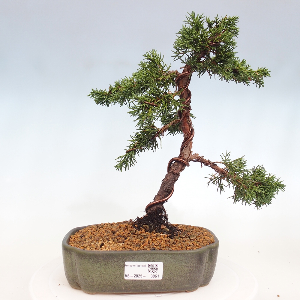 Vonkajší bonsai - Juniperus chinensis Kishu -Jalovec čínsky