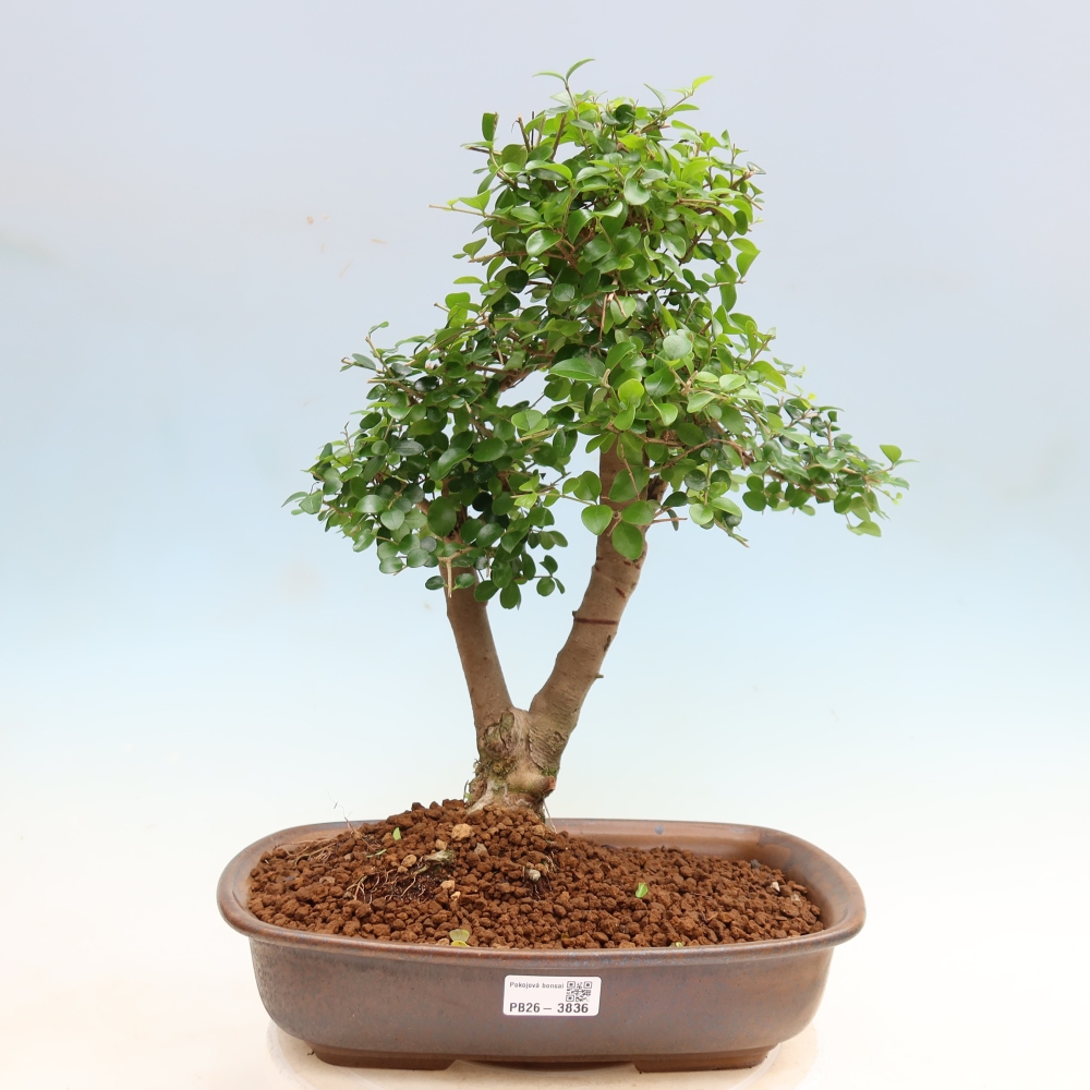 Izbový bonsaj -Ligustrum retusa - drobnolistý vtáčí zob
