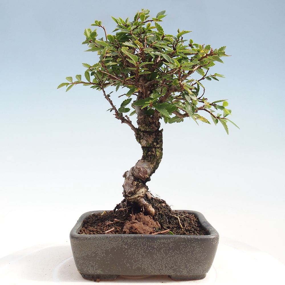 Vonkajšie bonsai - Zelkova - Zelkova Nirom