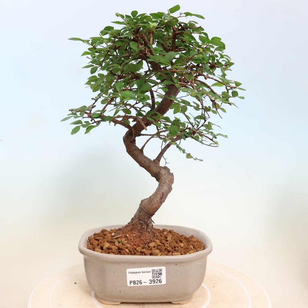 Izbový bonsaj - Ulmus parvifolia - brest malolistý