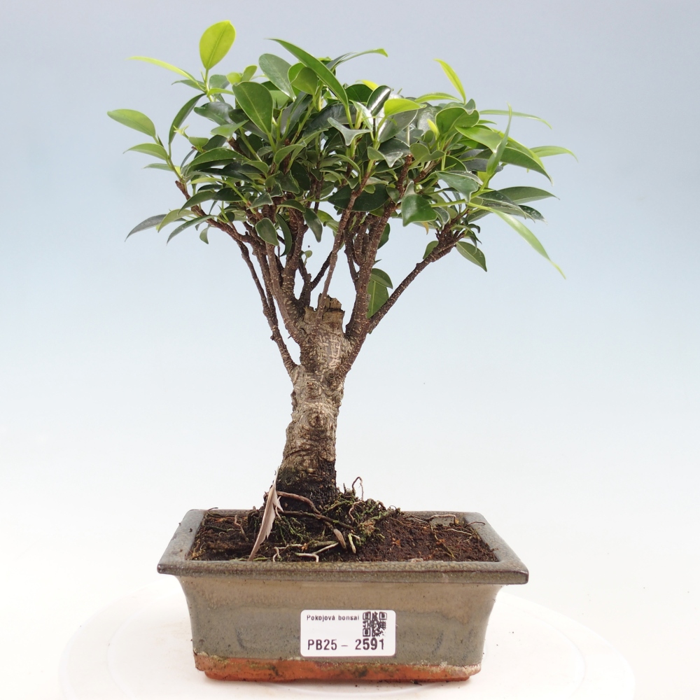 Izbová bonsai - Ficus retusa - malolistý fikus