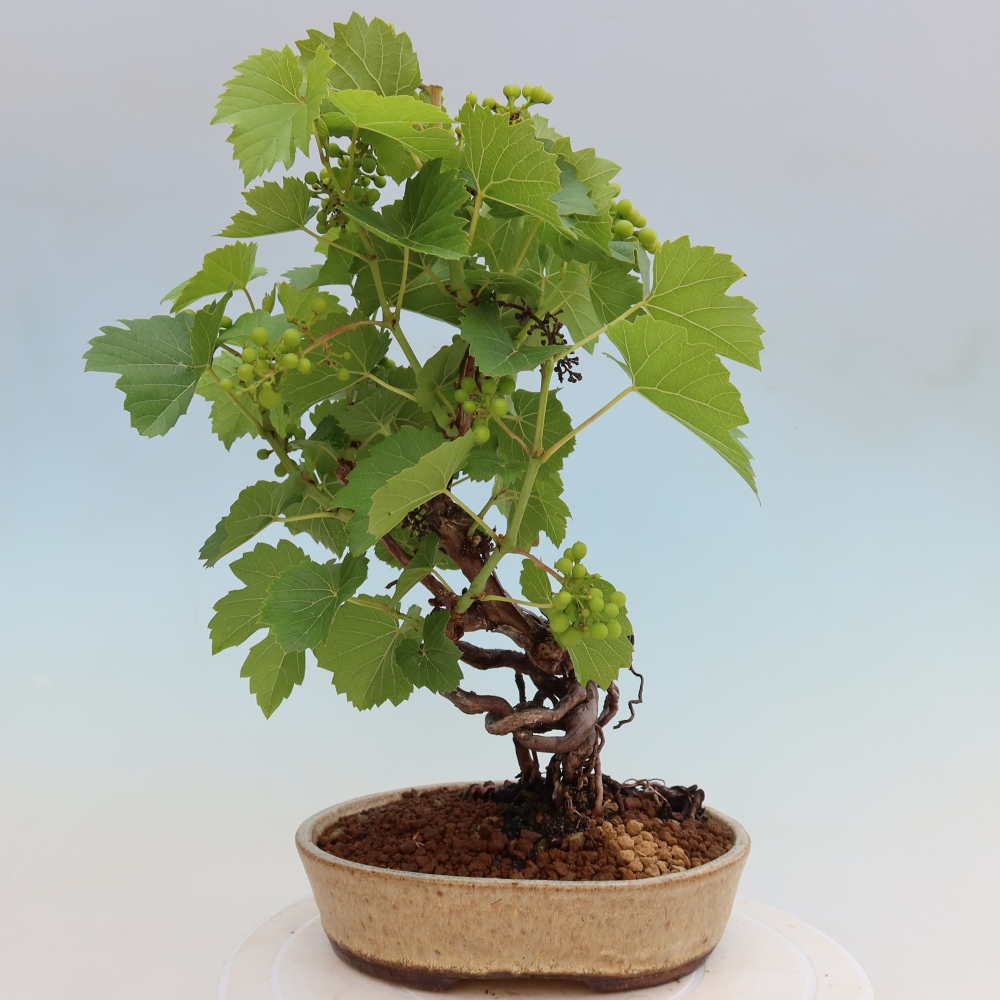 Vonkajšie bonsaje – Vinič – Vitis vinifera 