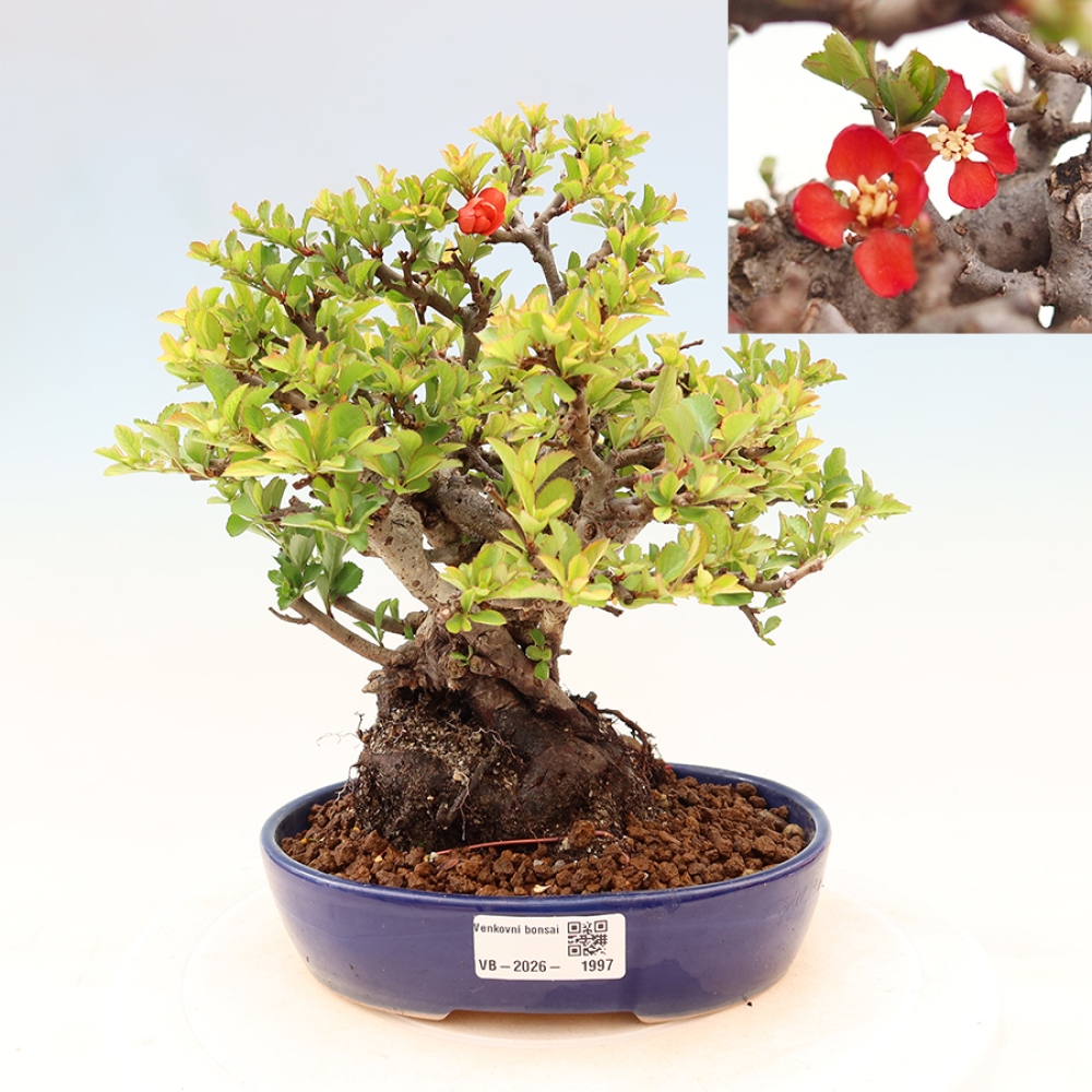 Vonkajší bonsaj - Chaneomeles speciosa Chojubai