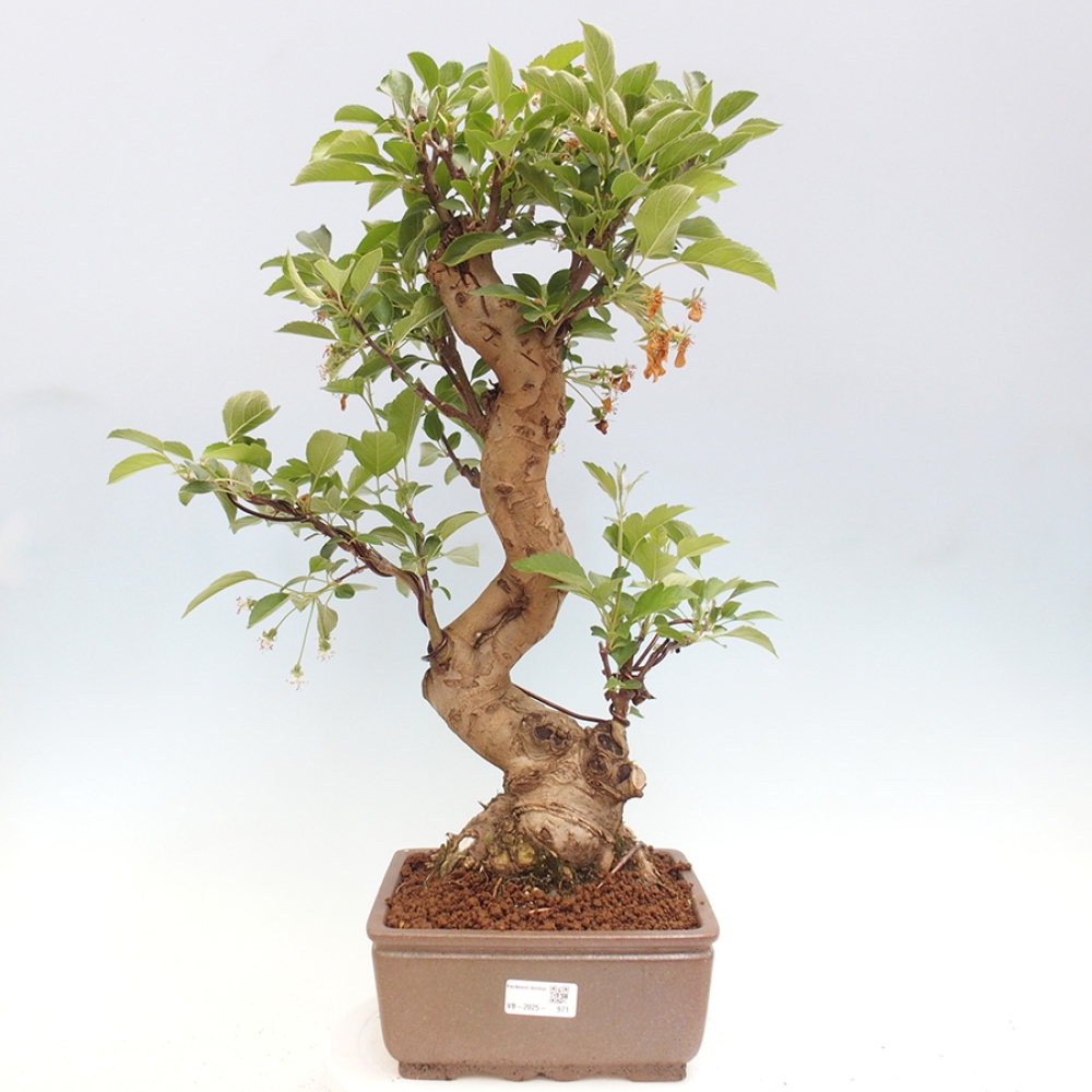 Vonkajší bonsai -Malus halliana - Maloplodá jabloň
