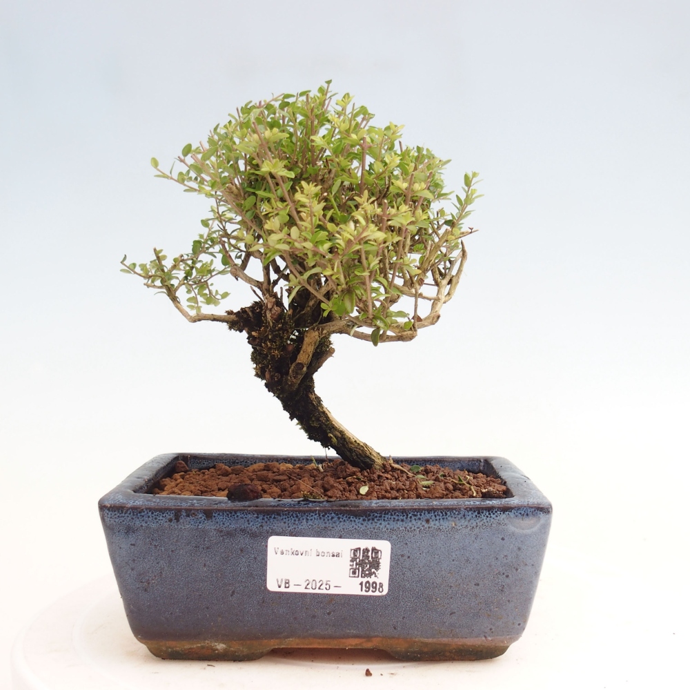 Vonkajší bonsai-Lonicera nitída Twiggy-Zimolez