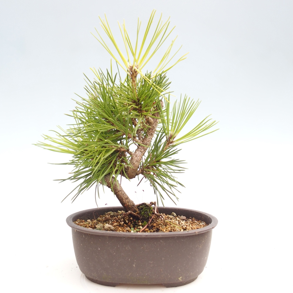 Vonkajší bonsai - Pinus thunbergii - Borovica thunbergova
