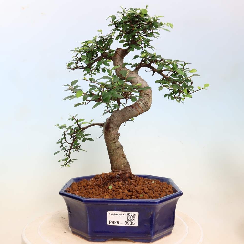 Izbový bonsaj - Ulmus parvifolia - brest malolistý