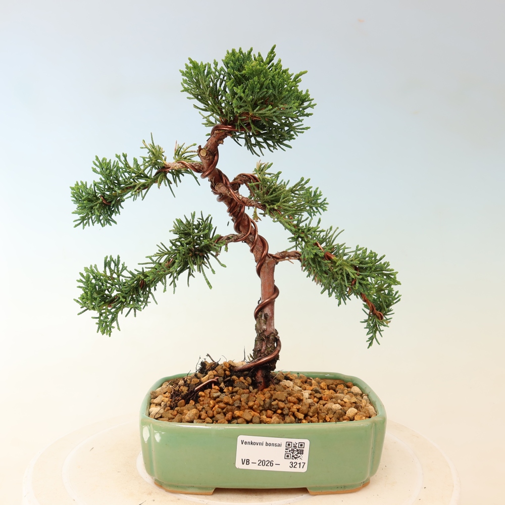 Vonkajší bonsaj - Juniperus chinensis Kishu