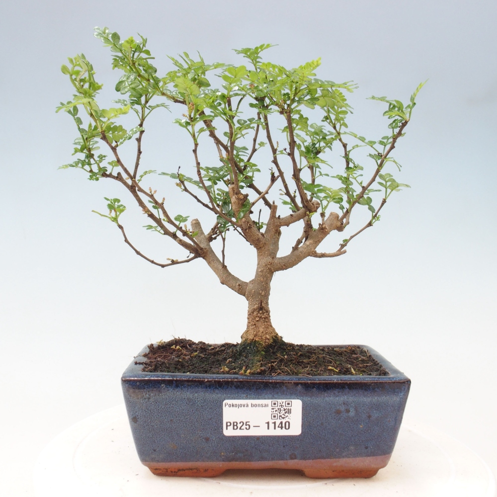 Izbová bonsai - Zantoxylum piperitum - piepor