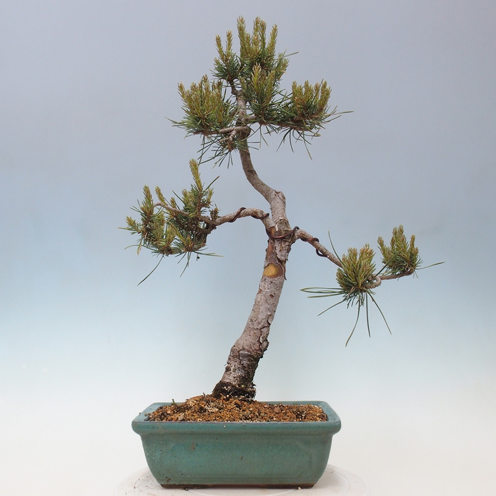 Vonkajšie bonsai - Pinus Sylvestris - Borovica lesná