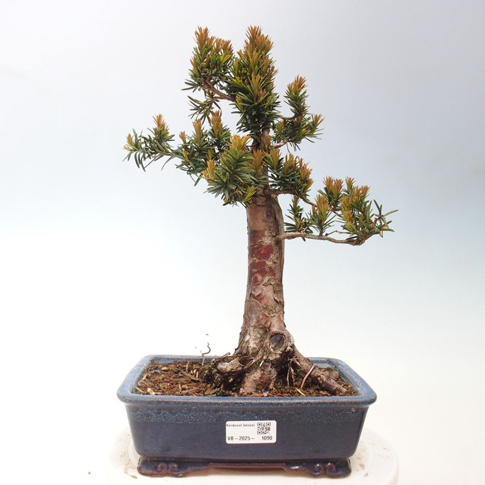 Vonkajší bonsai - Taxus cuspidata - Tis japonský
