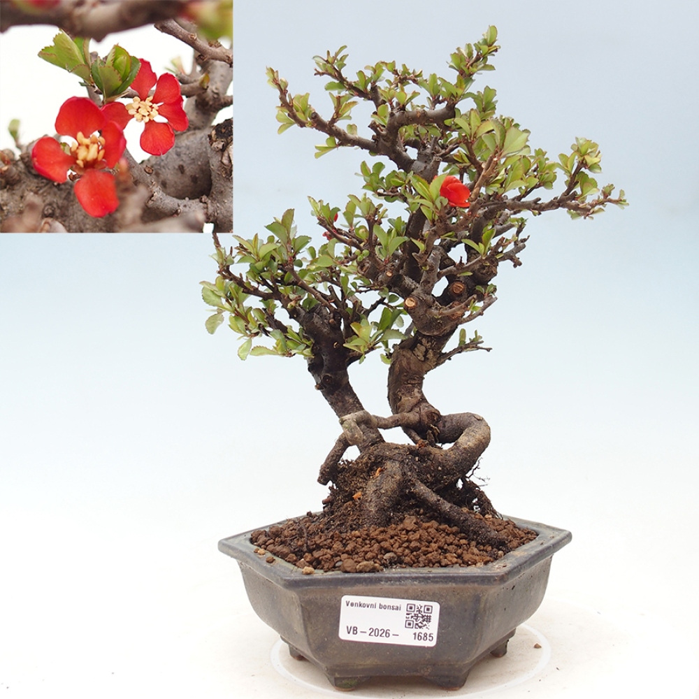 Vonkajšie bonsaje - Chaneomeles speciosa - Kdoule