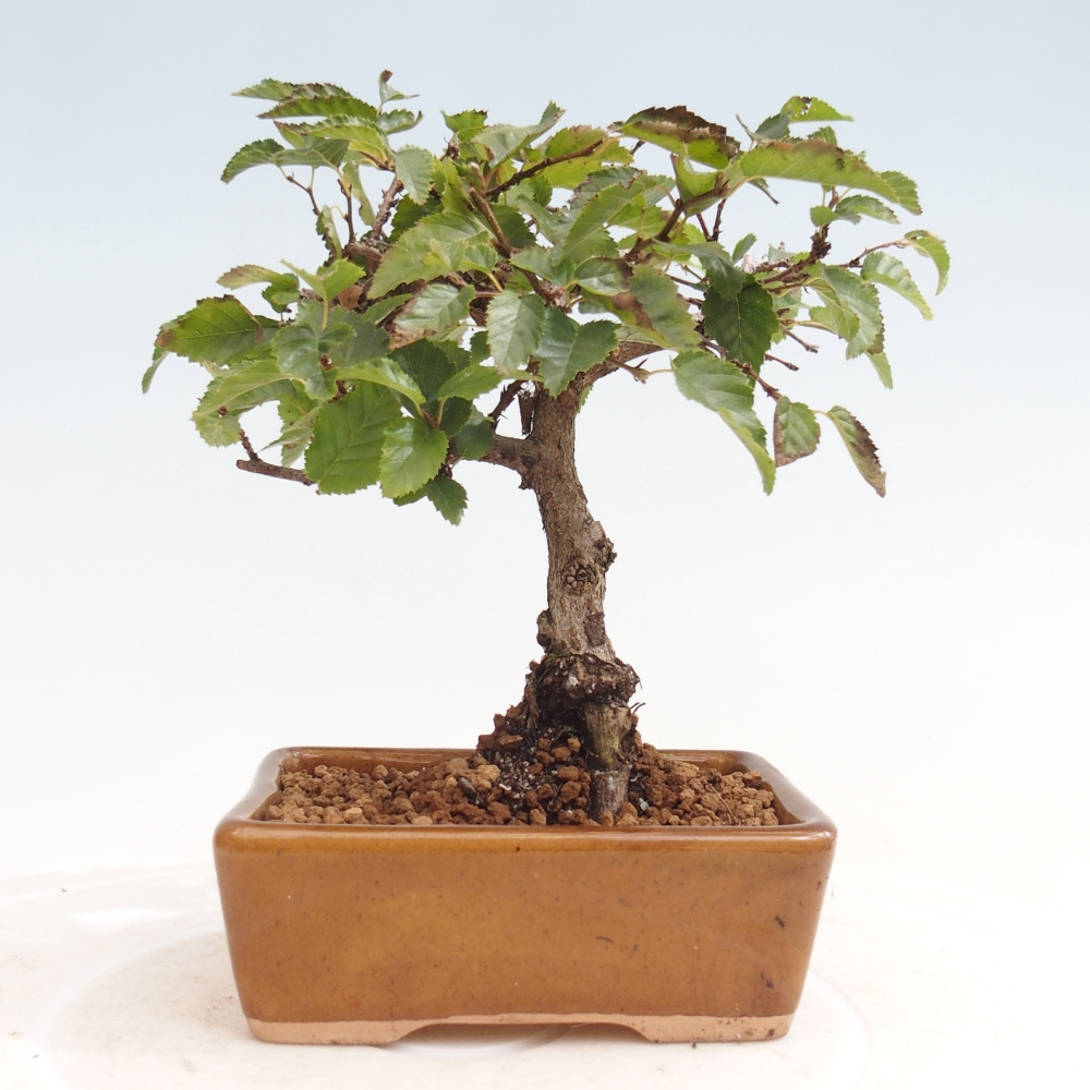 Vonkajší bonsai -Carpinus CARPINOIDES - Hrab kórejský