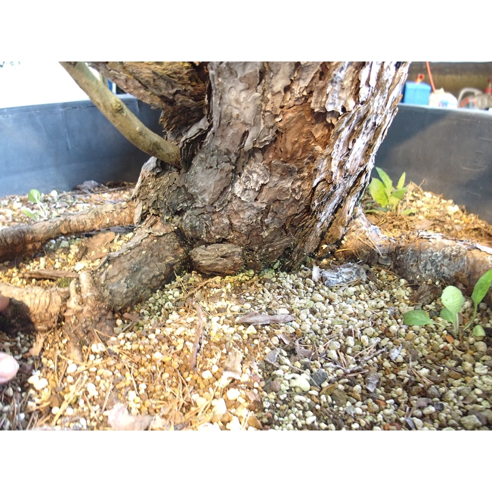 Yamadori - Pinus sylvestris Španielsko