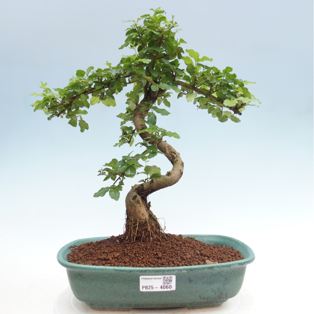 Izbová bonsai -Ligustrum chinensis - Vtáčí zob